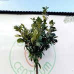  Vavrínovec lekársky (Prunus laurocerasus) ´NOVITA´ - výška 220-240 cm, obvod kmeňa  6/8 cm, kont. C30L (-21°C) NA KMIENKU